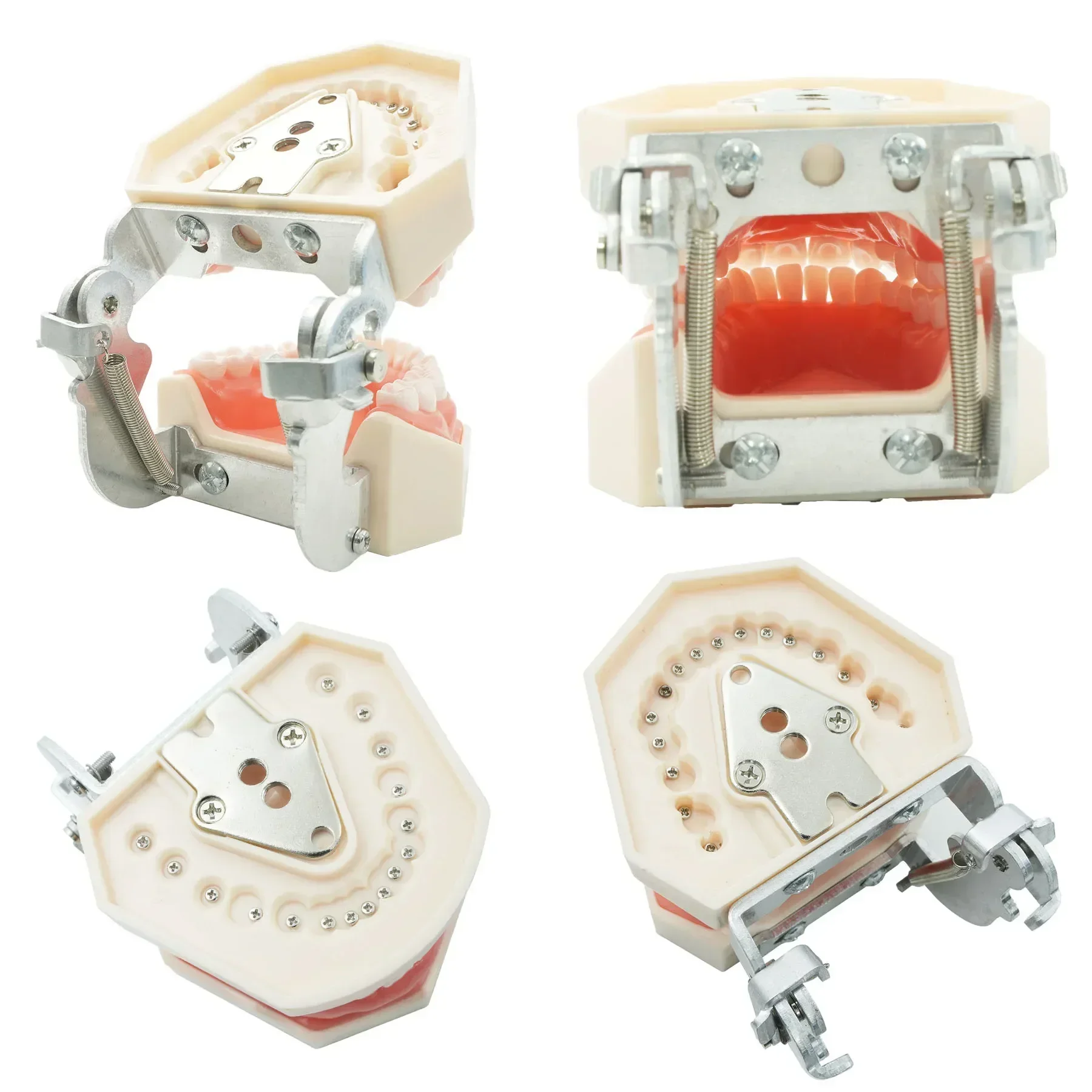 WELLCK Dental Model Practice Jaw Typodont Head Model